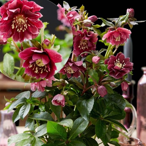 Helleborus orientalis 'Double Red Hybrids' - Kaukaasia lumeroos 'Double Red Hybrids' P9/0,55L